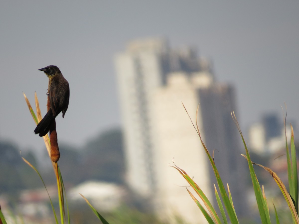 Unicolored Blackbird - ML643064150