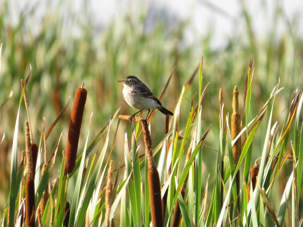 Spectacled Tyrant - ML643064188