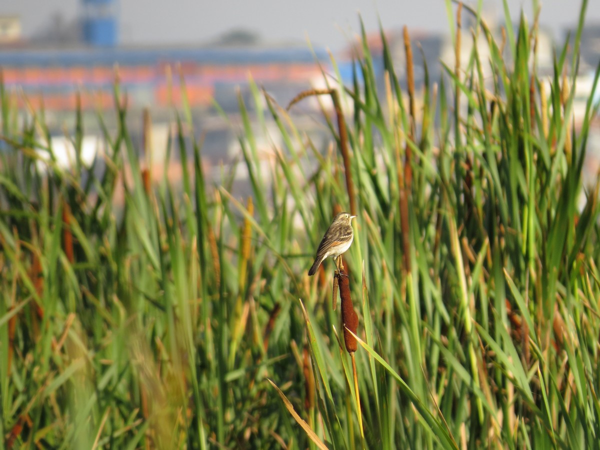 Spectacled Tyrant - ML643064190
