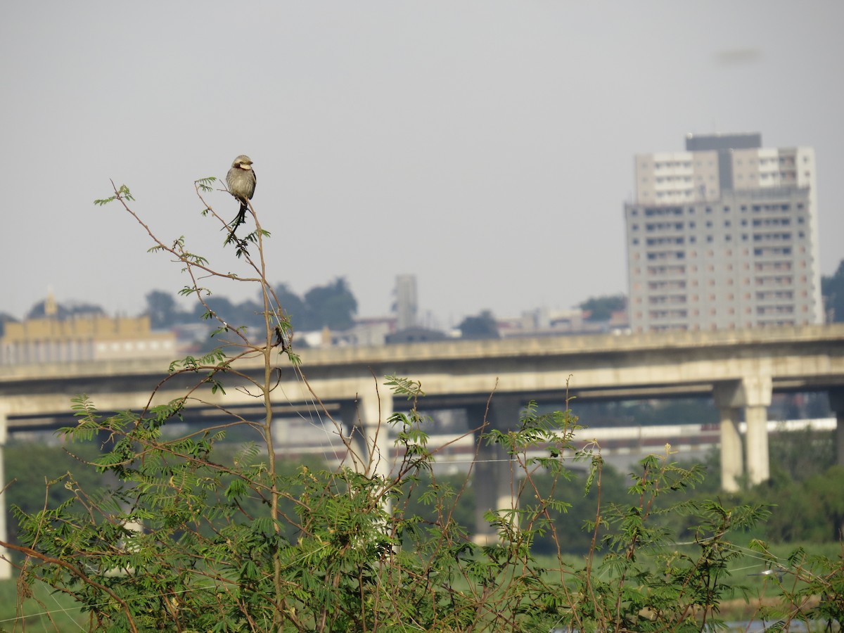 Streamer-tailed Tyrant - ML643064202