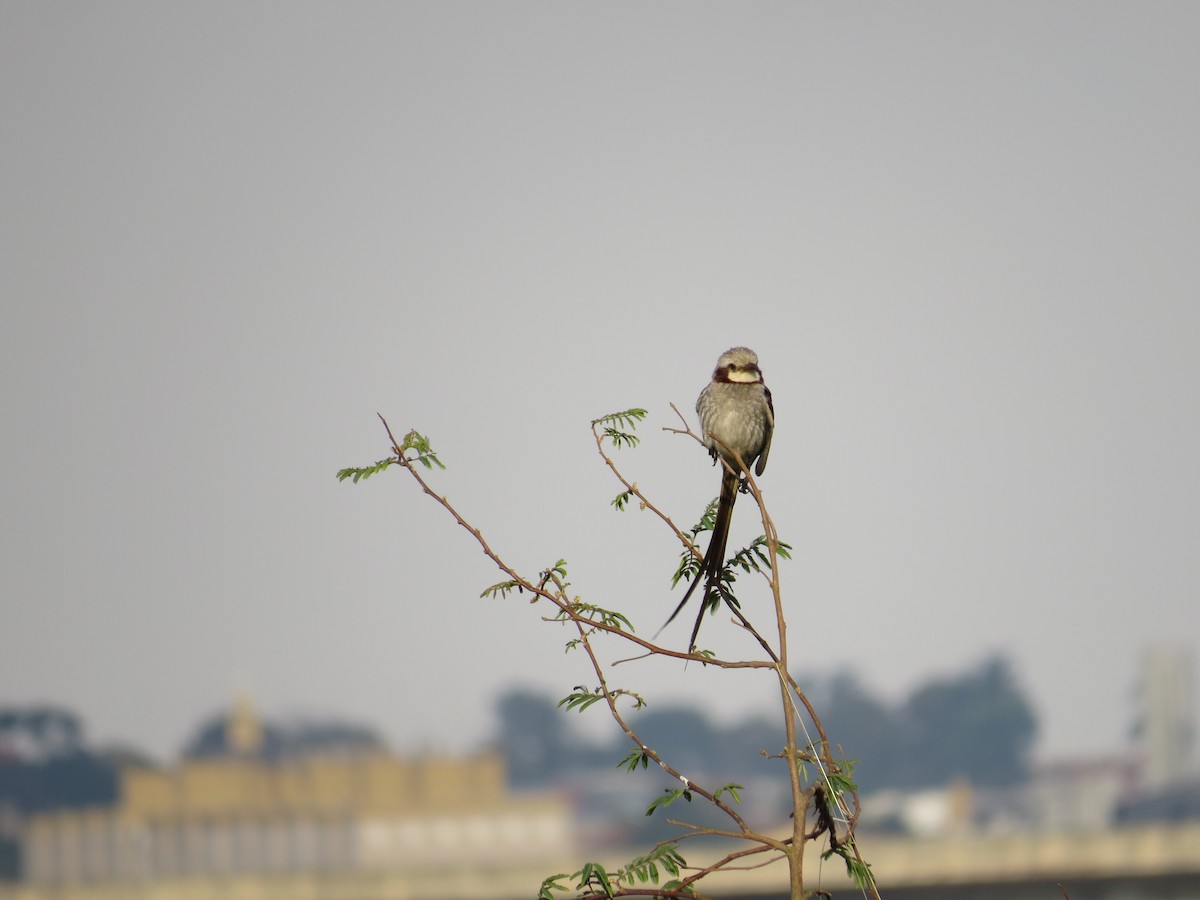 Streamer-tailed Tyrant - ML643064204