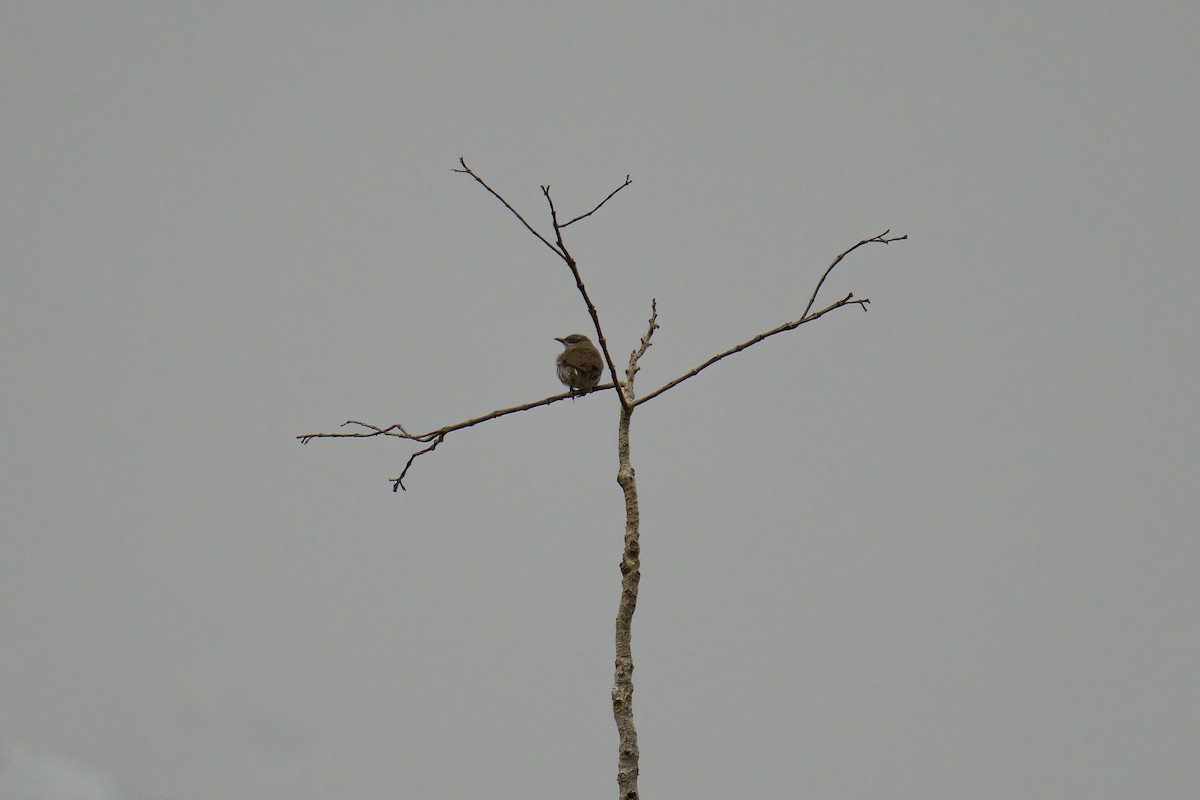 Stripe-breasted Rhabdornis - ML643064208