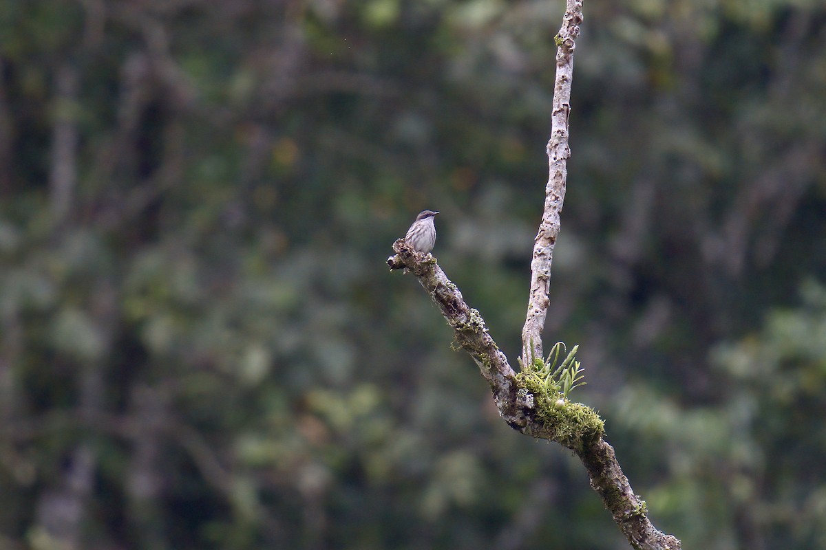 Stripe-breasted Rhabdornis - ML643064209