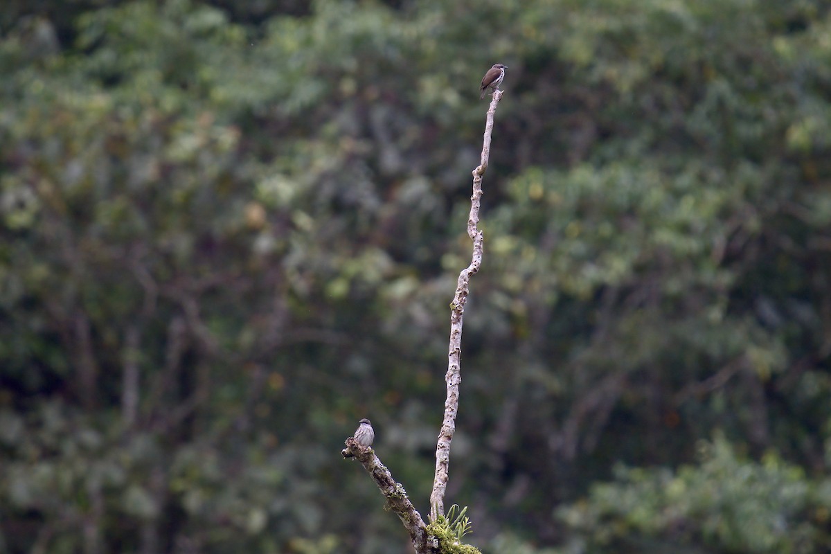 Stripe-breasted Rhabdornis - ML643064210