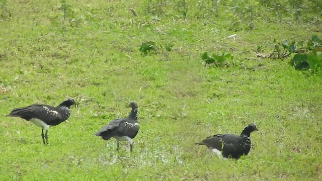 Horned Screamer - ML643064214