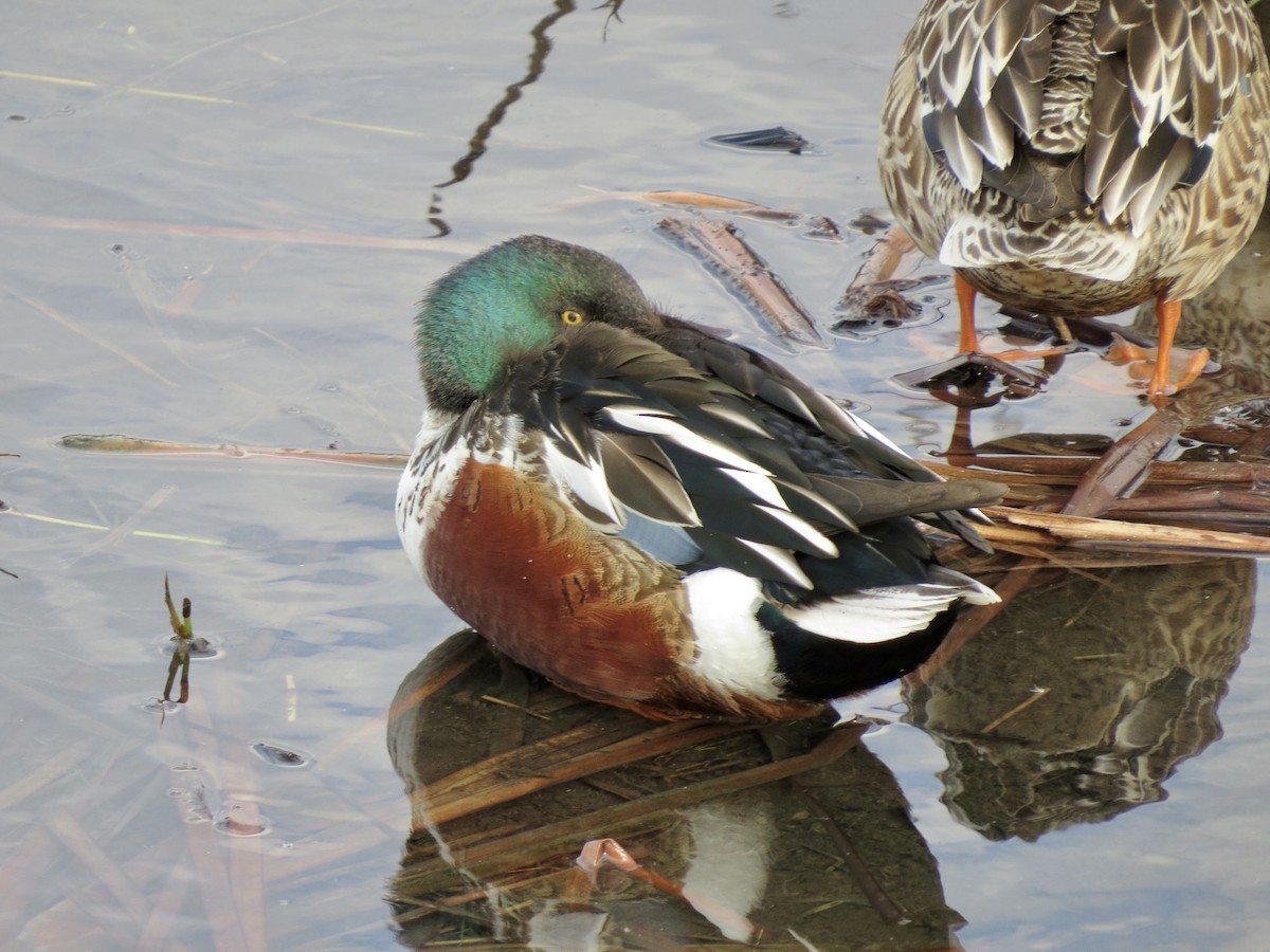 Northern Shoveler - ML643064215