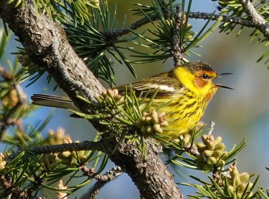 Cape May Warbler - ML643064222