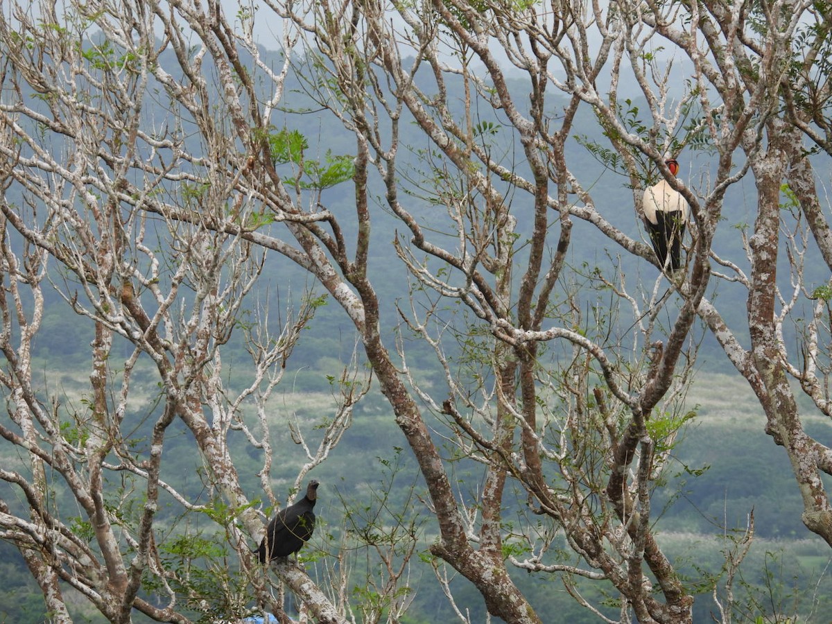 King Vulture - ML643064226