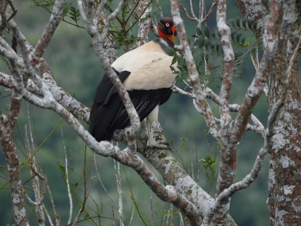 King Vulture - ML643064227