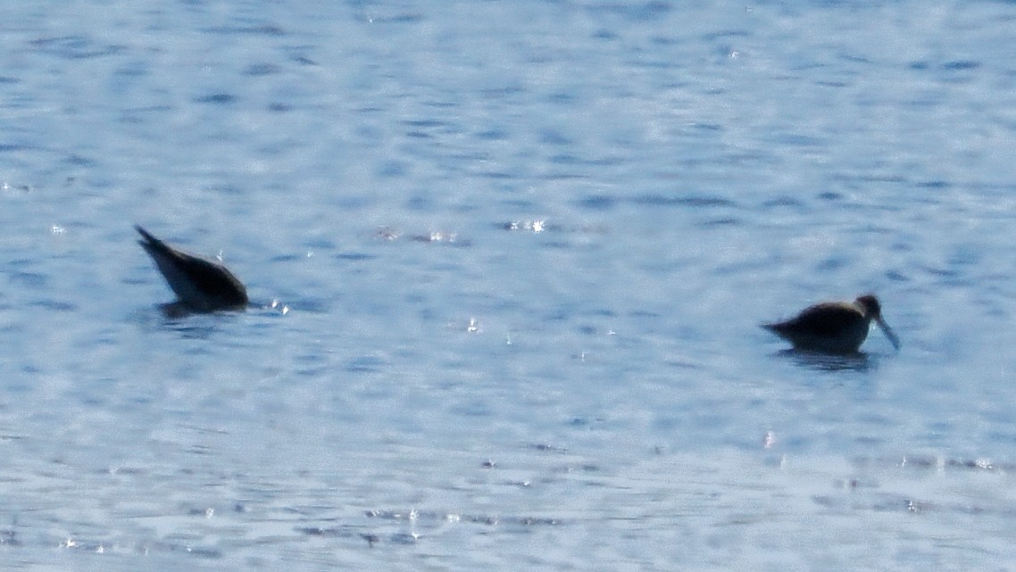 Stilt Sandpiper - ML643064235