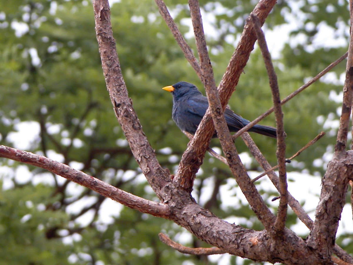 Blue Finch - ML643064249