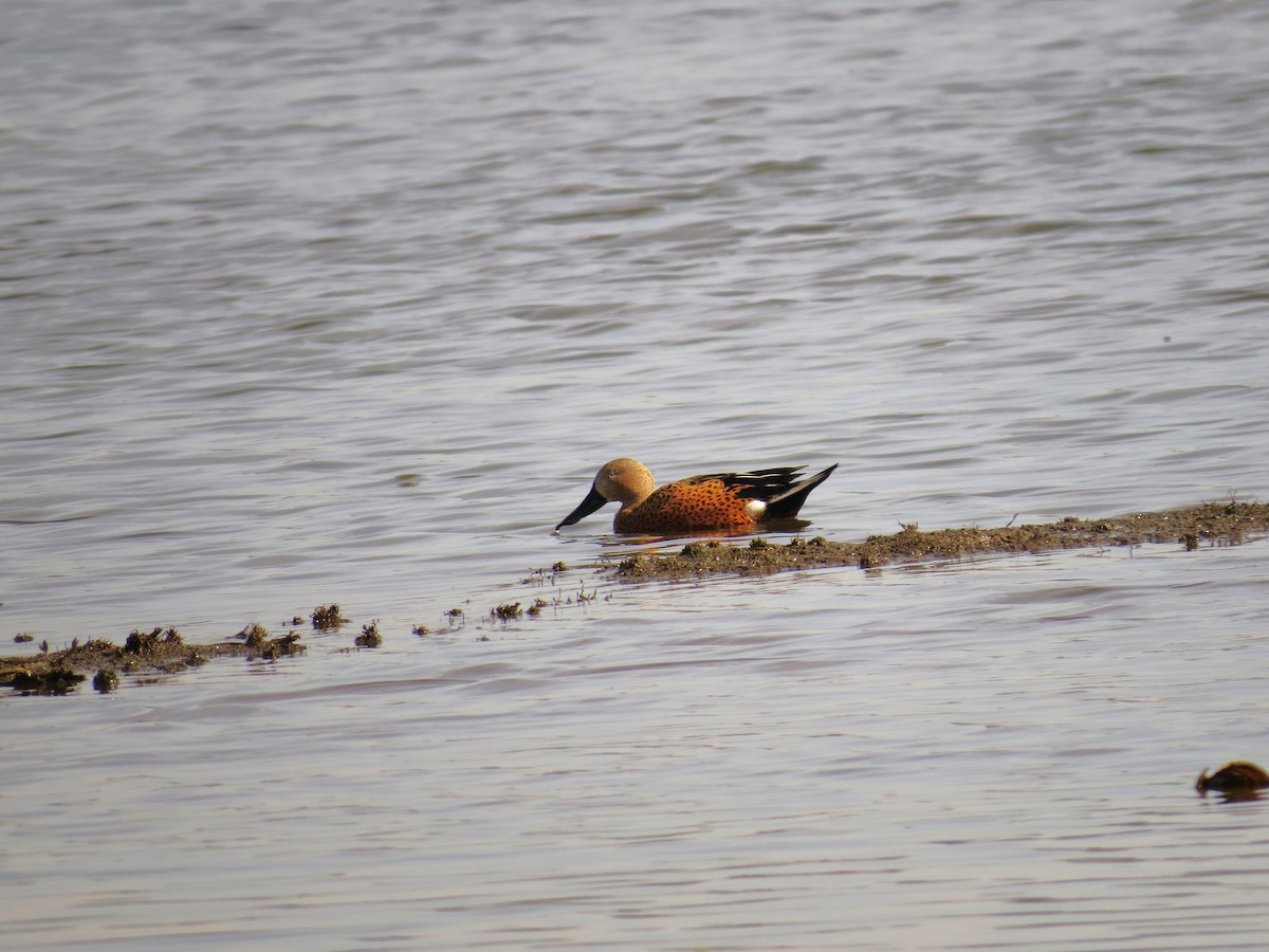 Red Shoveler - ML643064261