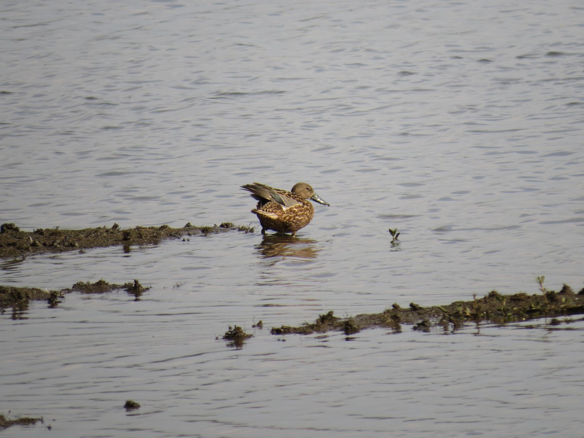Red Shoveler - ML643064264