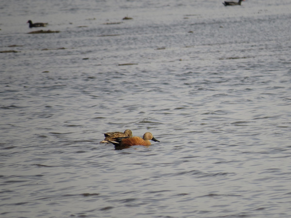 Red Shoveler - ML643064275