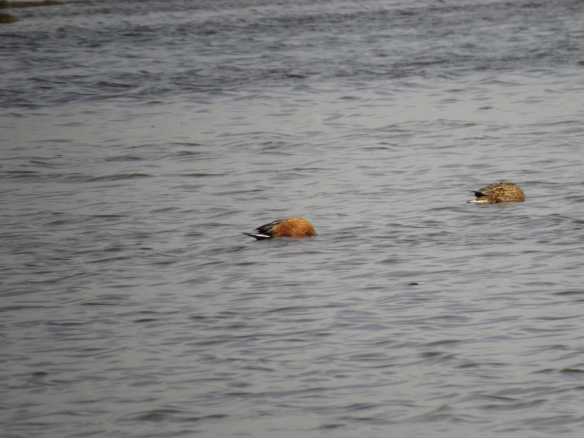 Red Shoveler - ML643064276