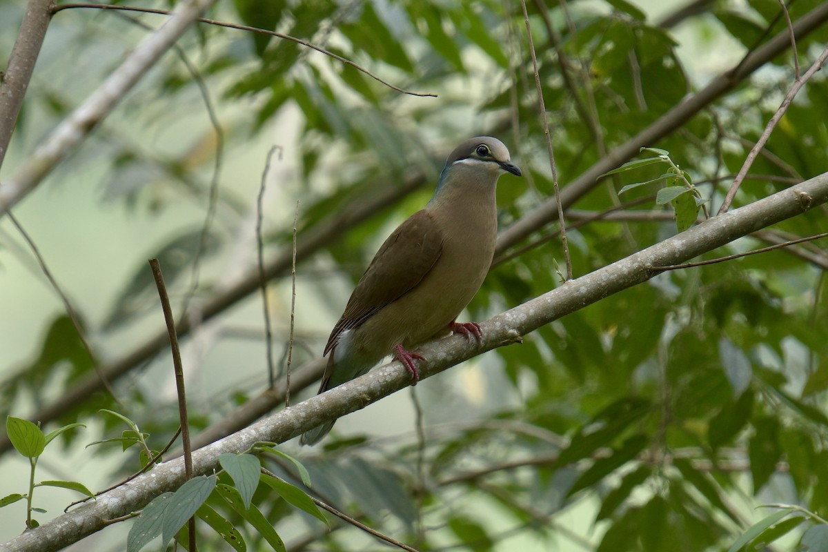 White-eared Brown-Dove (Short-billed) - ML643064277