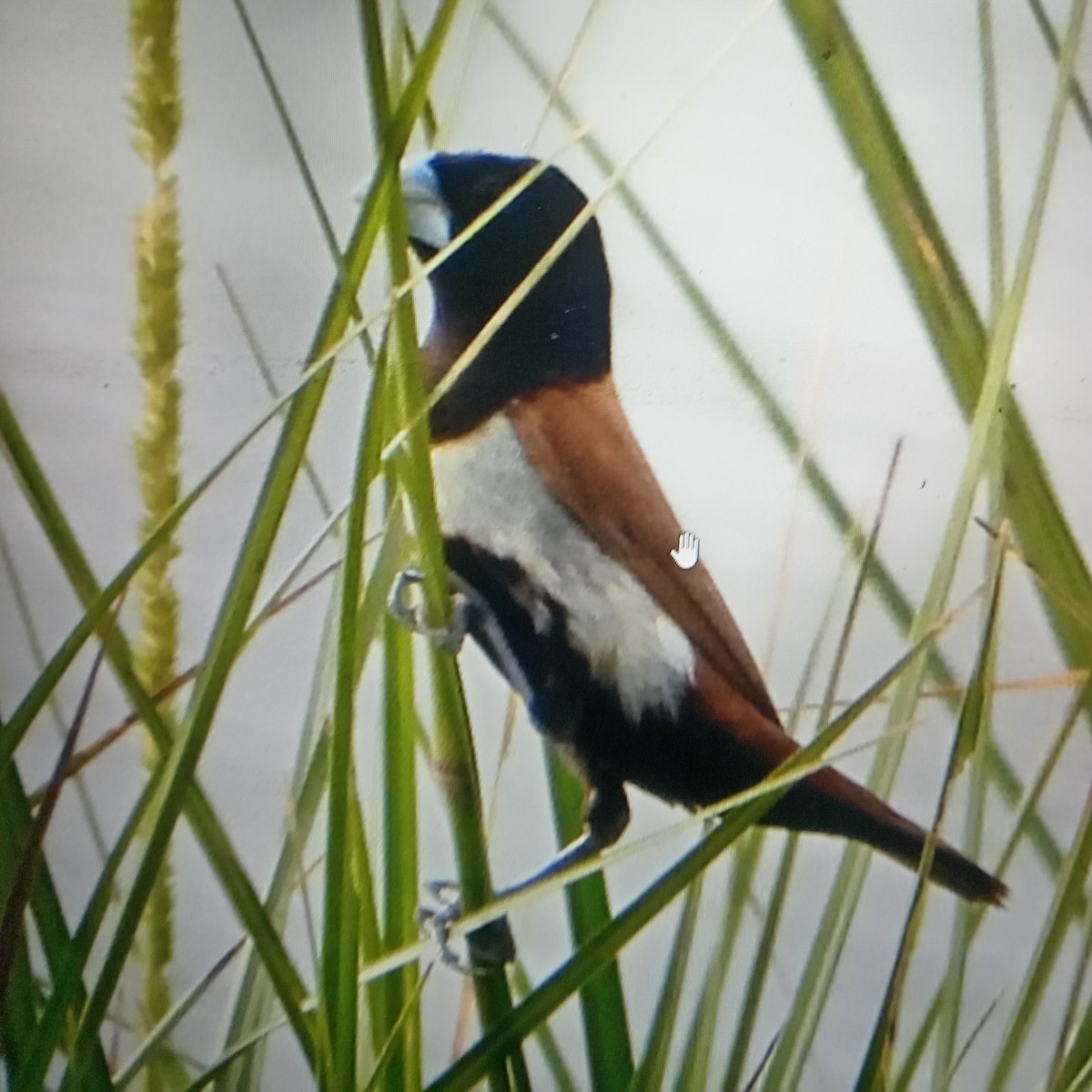 Tricolored Munia - ML643064278