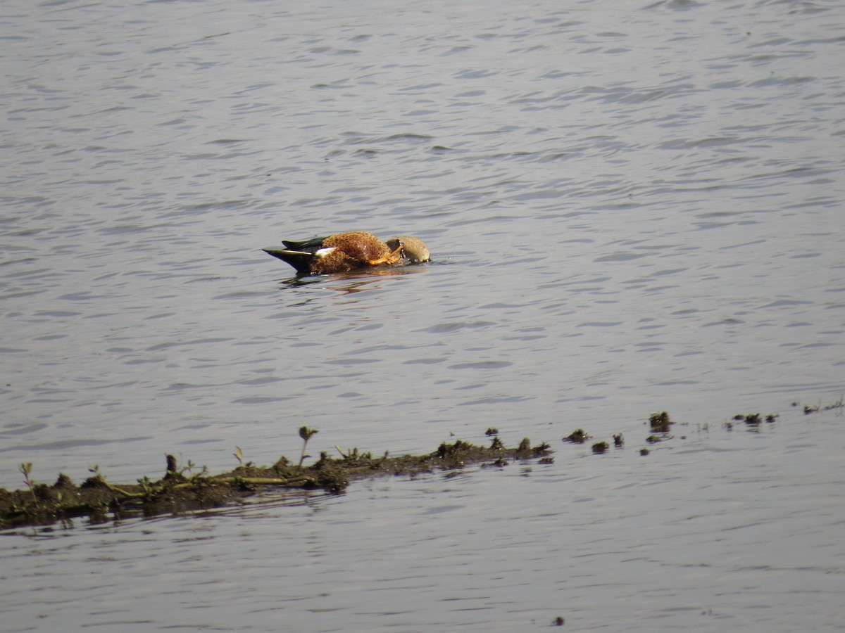 Red Shoveler - ML643064280