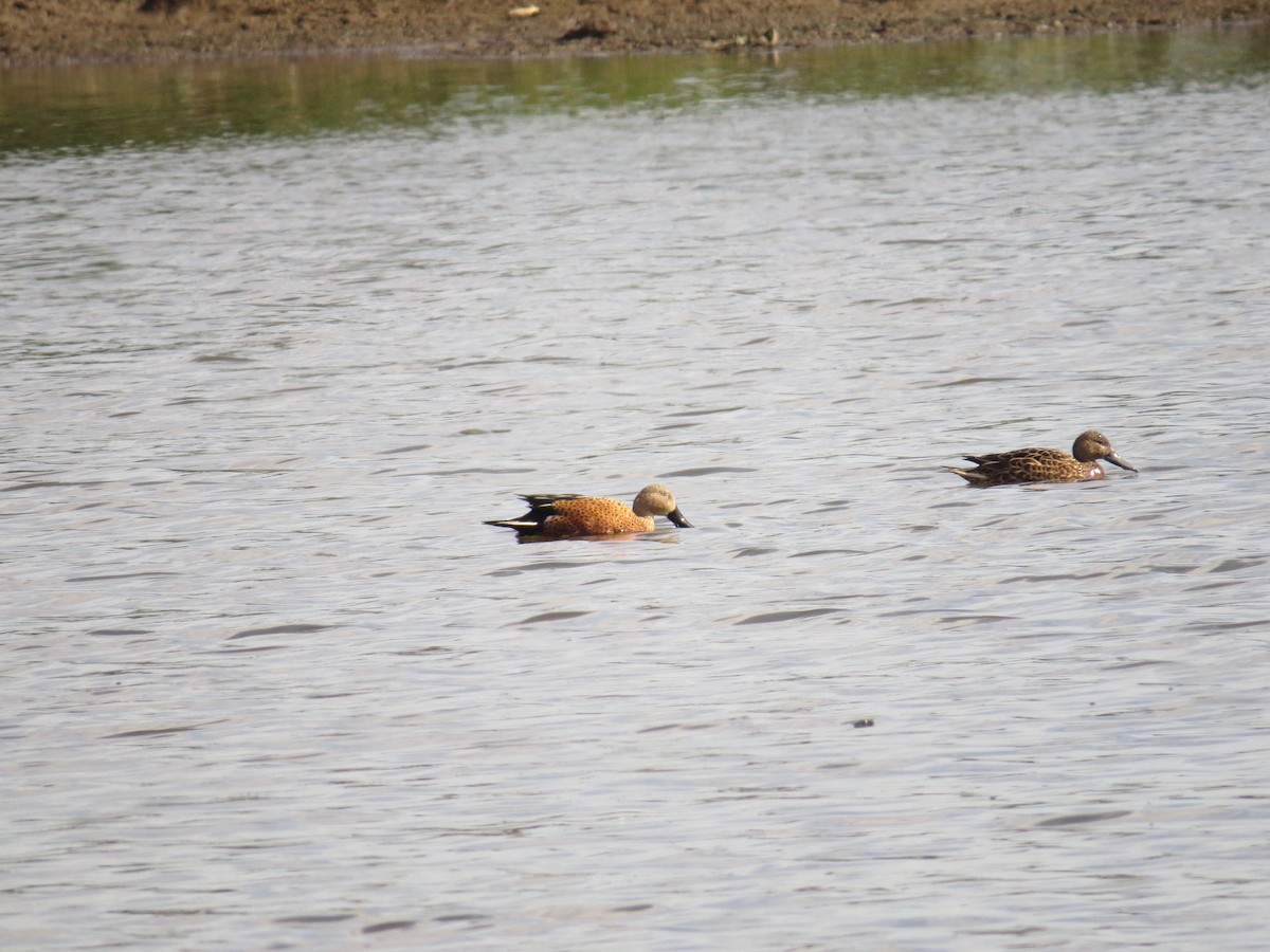 Red Shoveler - ML643064287