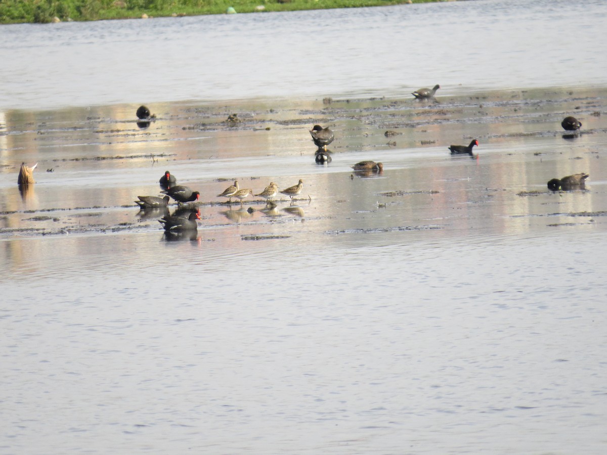 Pectoral Sandpiper - ML643064297