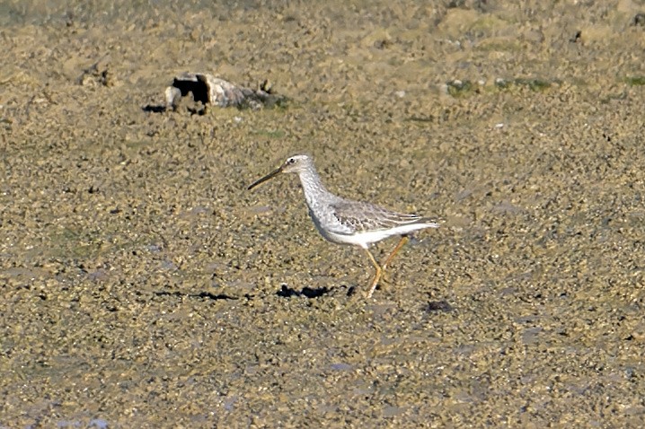 Stilt Sandpiper - ML643064302
