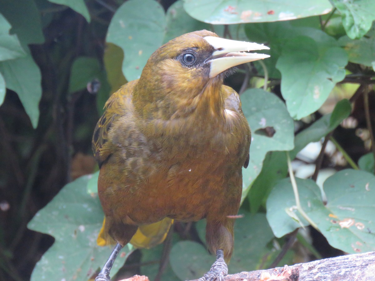 Dusky-green Oropendola - ML643064330
