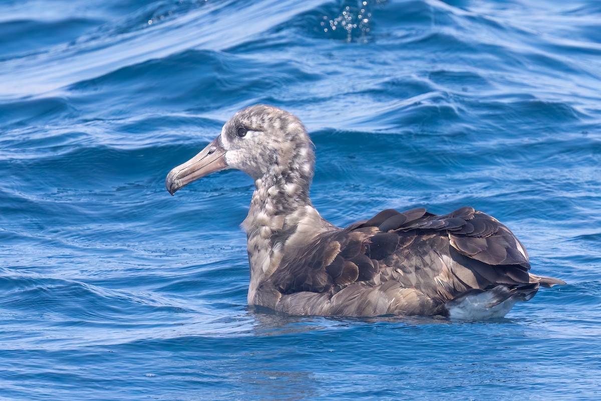 Black-footed Albatross - ML643064337