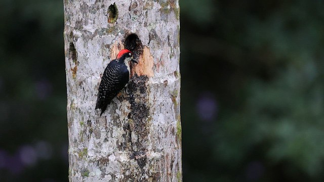 Black-cheeked Woodpecker - ML643064344
