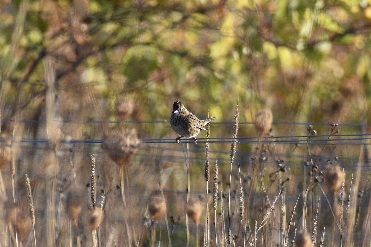 strnadec pruhohlavý - ML643064383