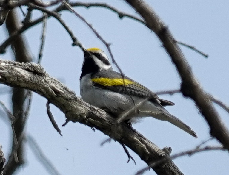 Golden-winged Warbler - ML643064388