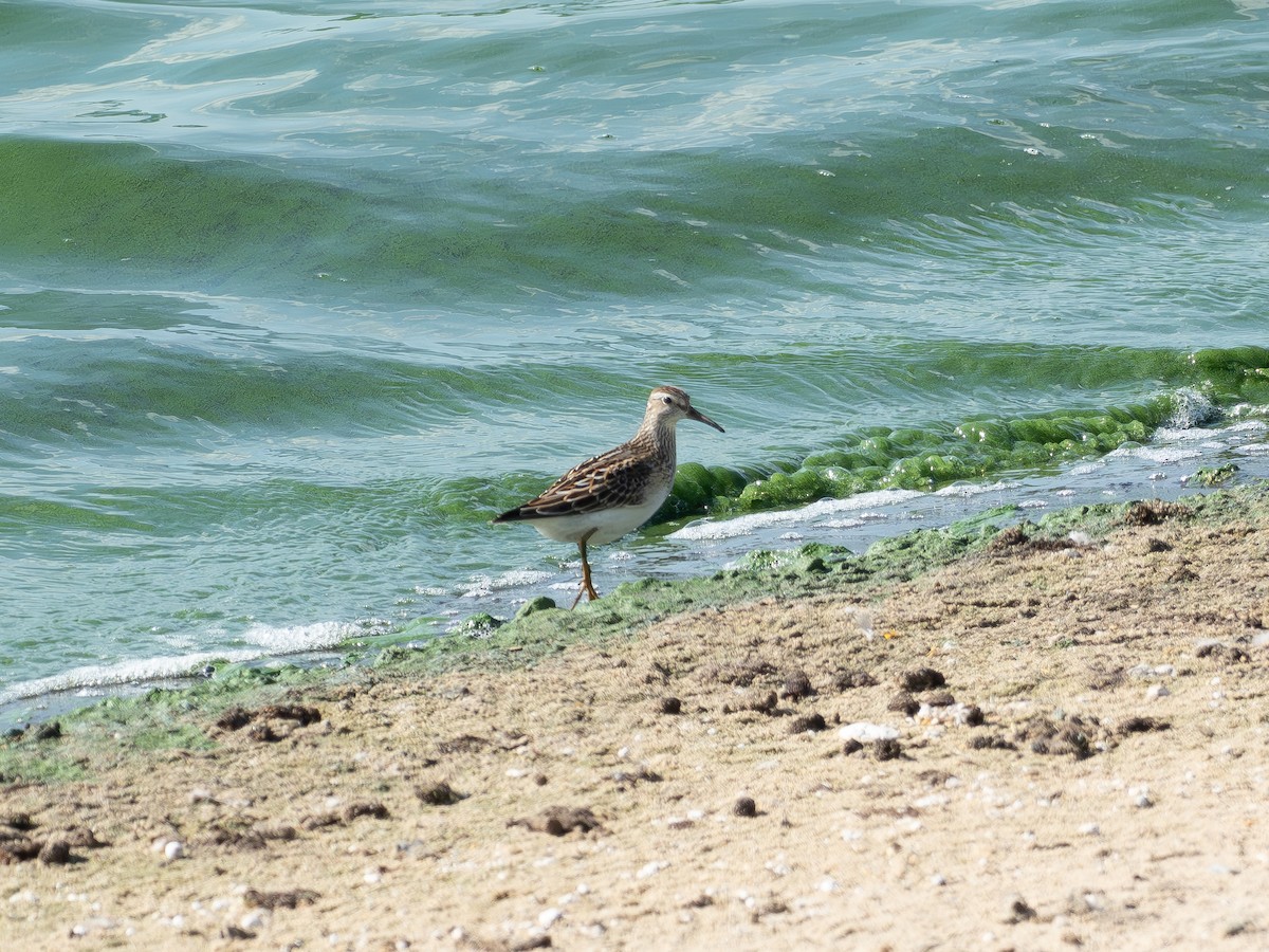 jespák skvrnitý - ML643064393