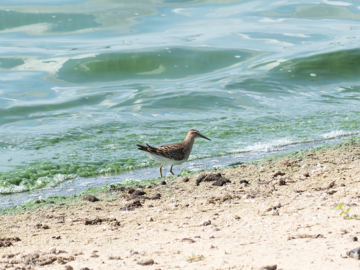 jespák skvrnitý - ML643064394