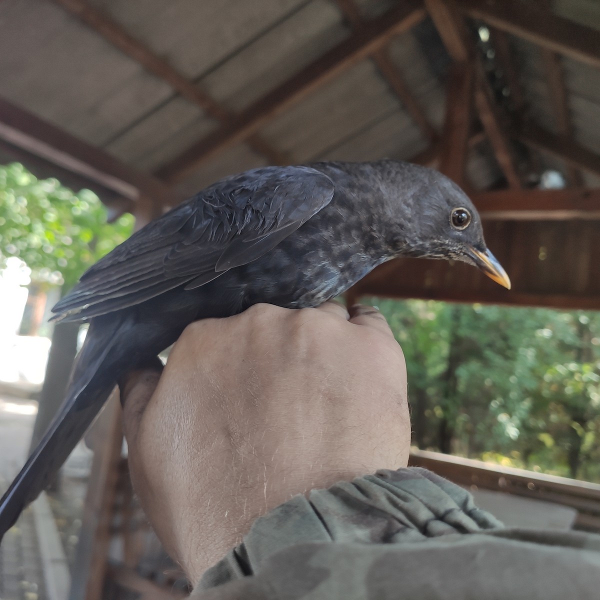 Eurasian Blackbird - ML643064408