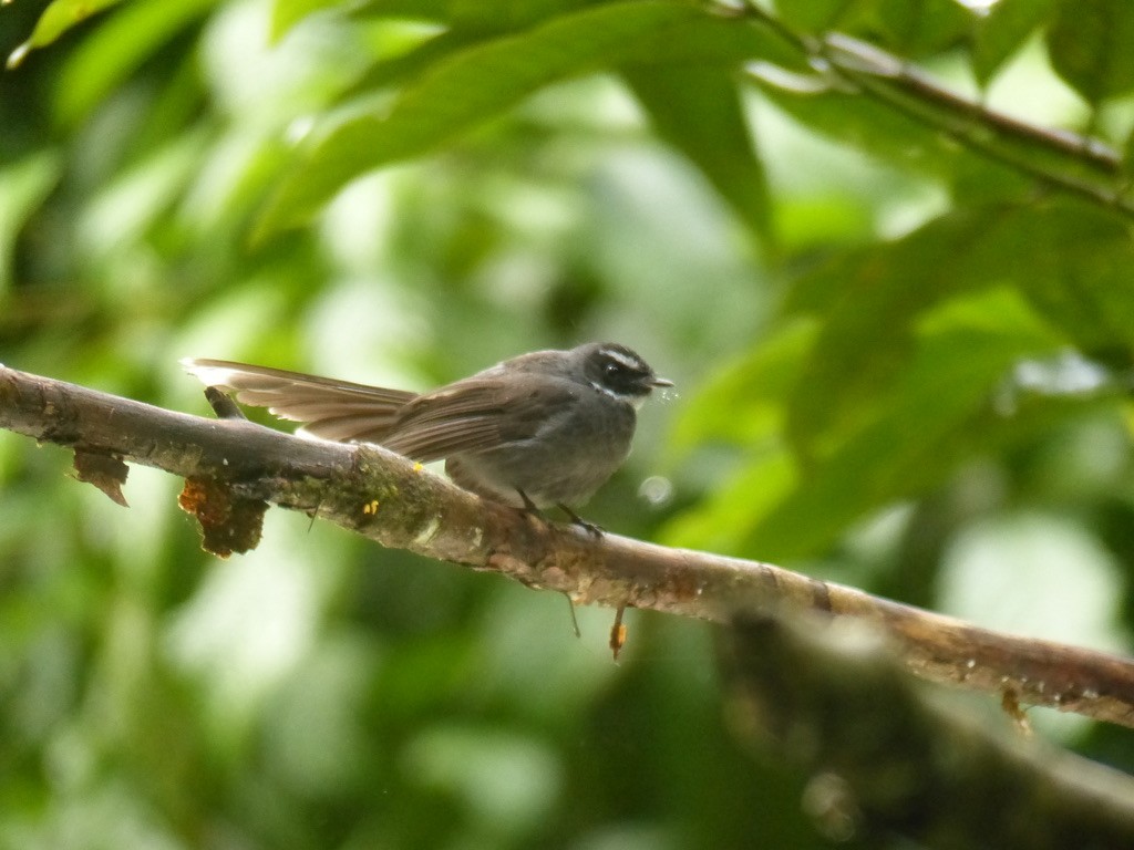 White-throated Fantail - ML643064417
