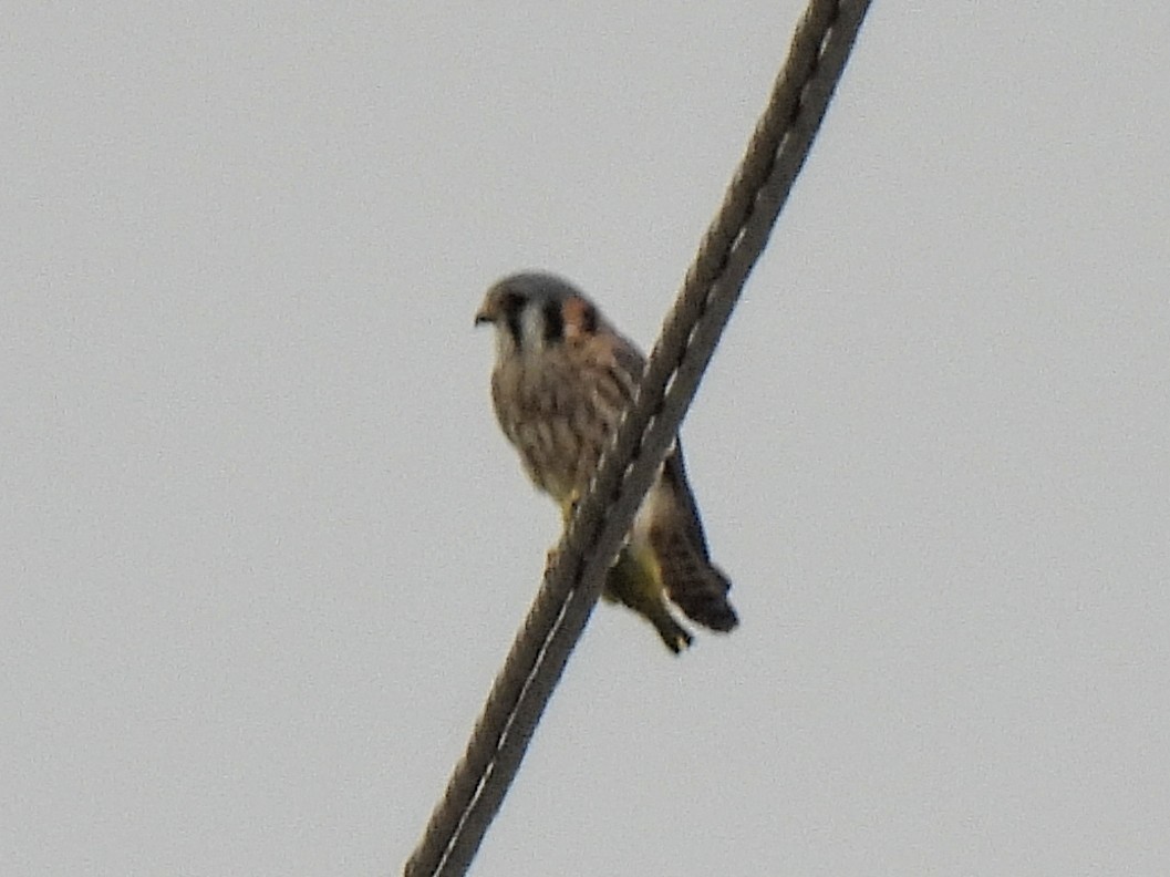 Buntfalke - ML643064446