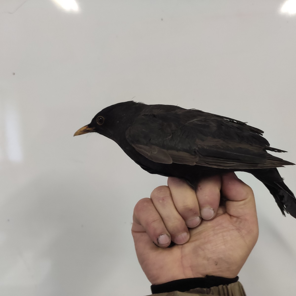 Eurasian Blackbird - ML643064454