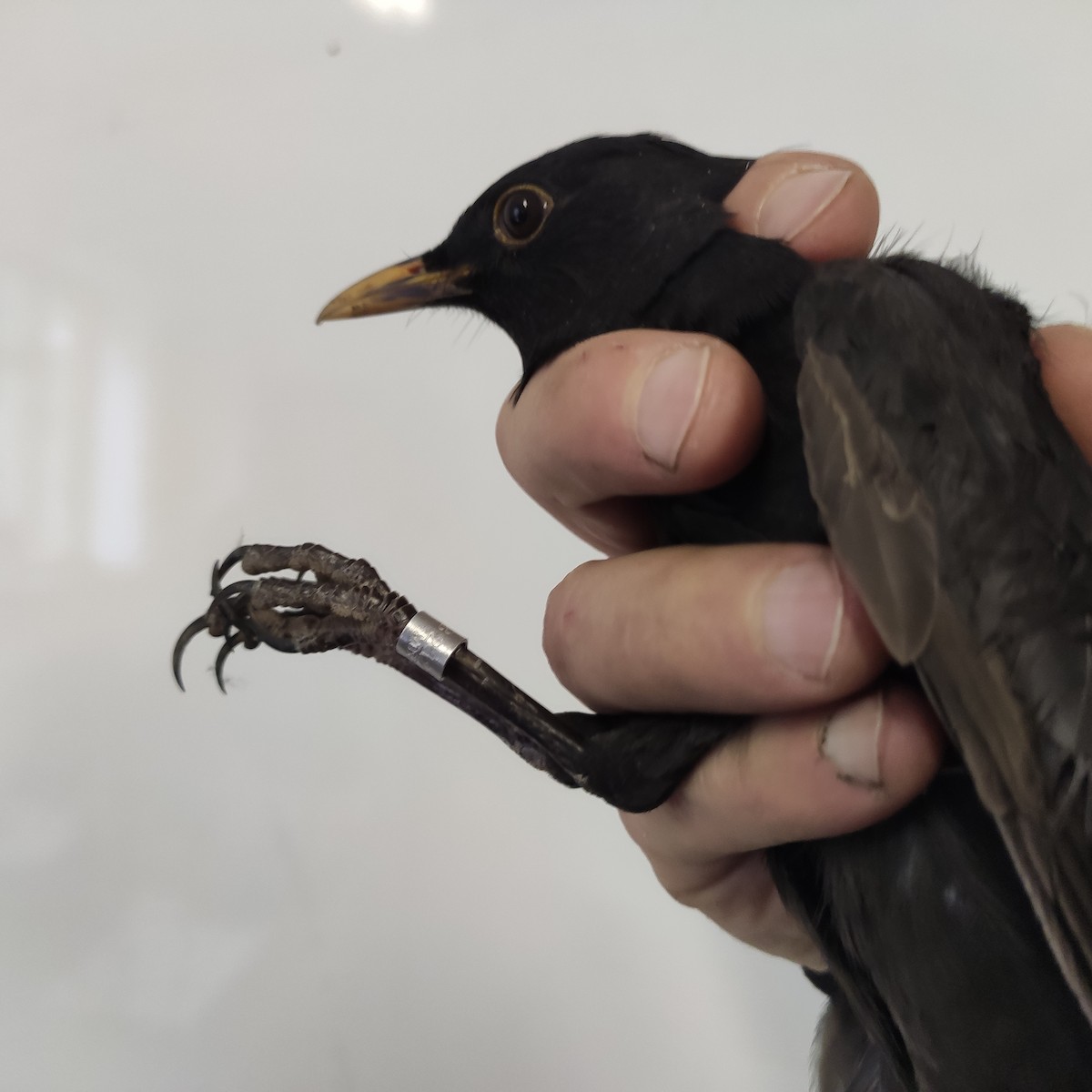 Eurasian Blackbird - ML643064455