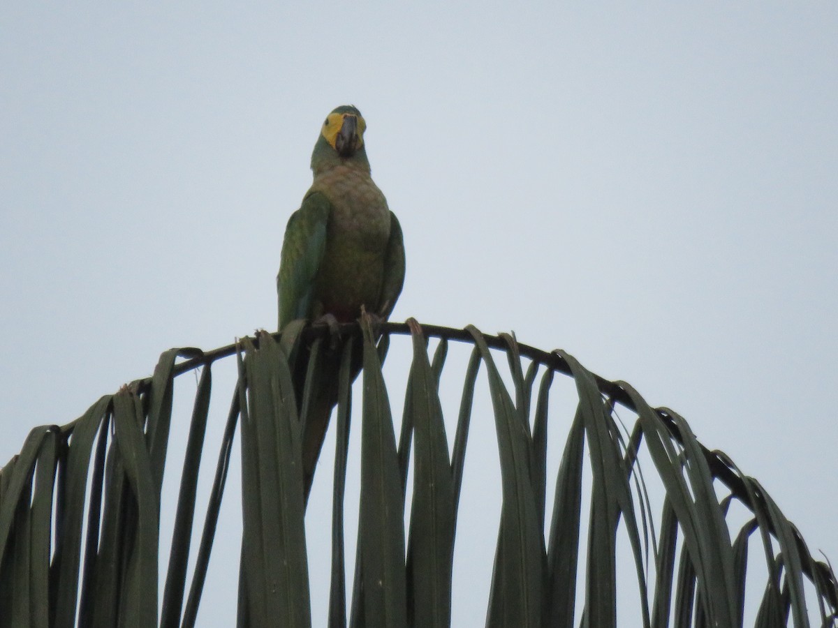 Red-bellied Macaw - ML643064456