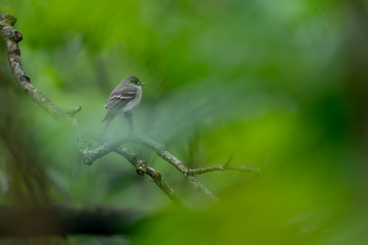 Eastern Wood-Pewee - ML643064464