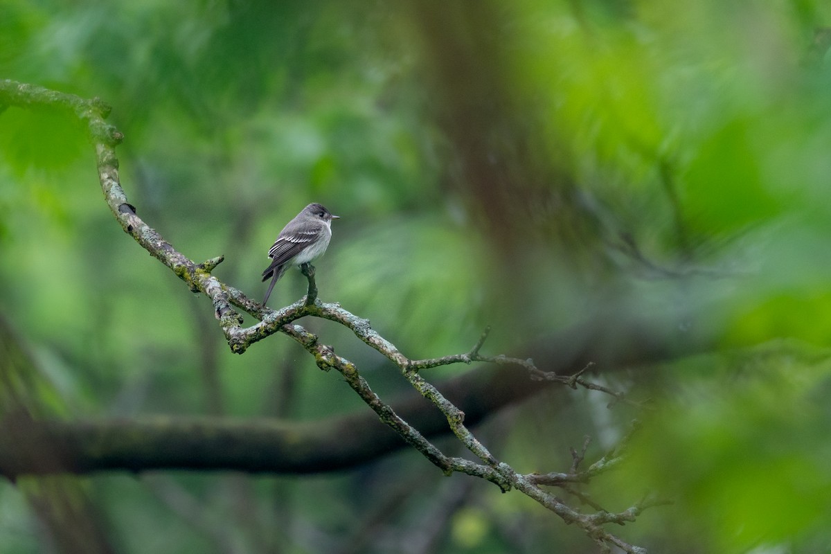 Eastern Wood-Pewee - ML643064465