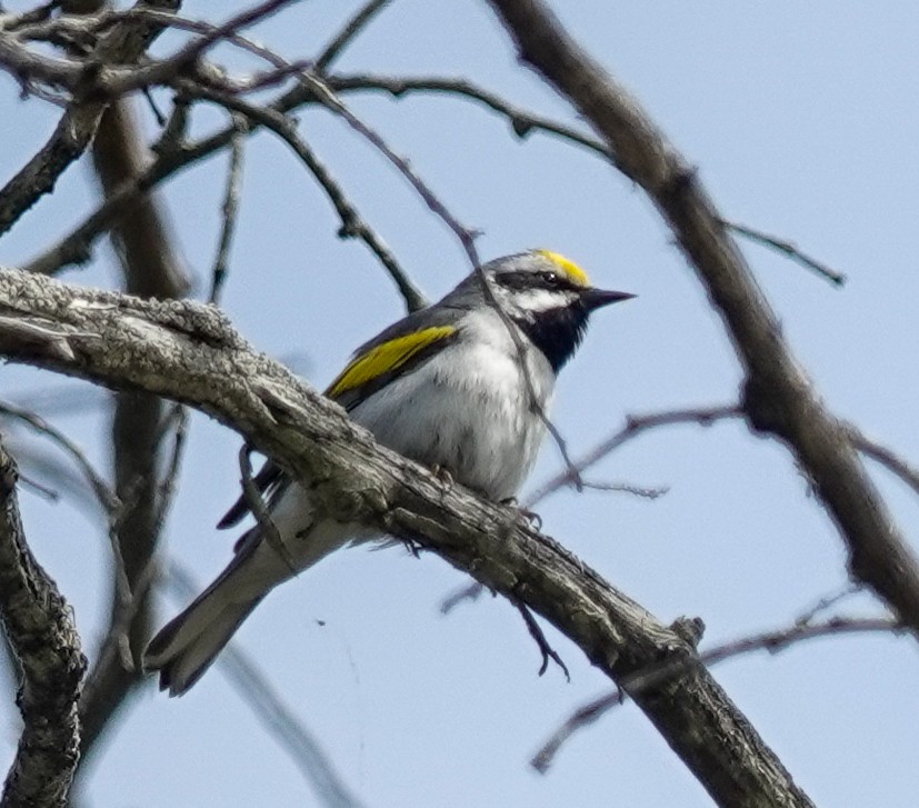 Golden-winged Warbler - ML643064466