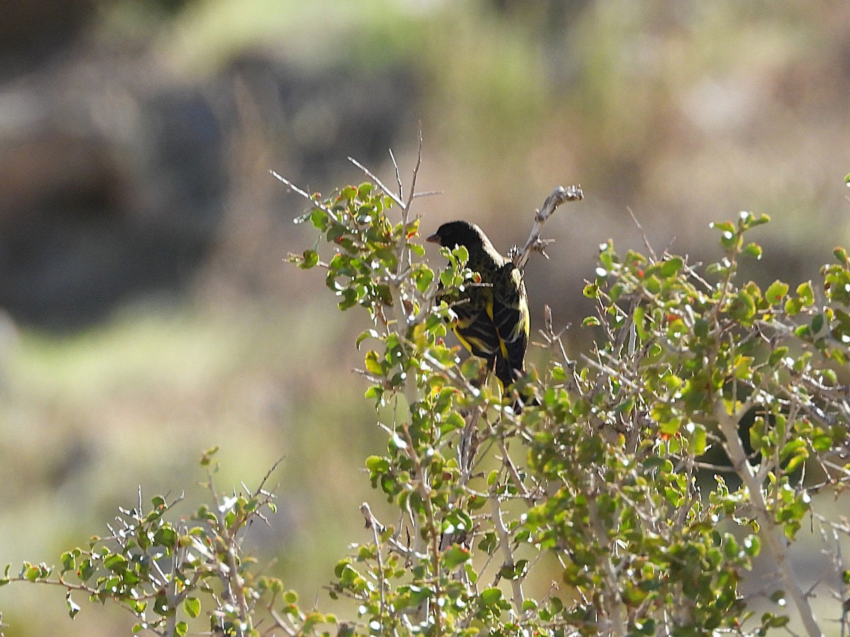 Yellow-rumped Siskin - ML643064481