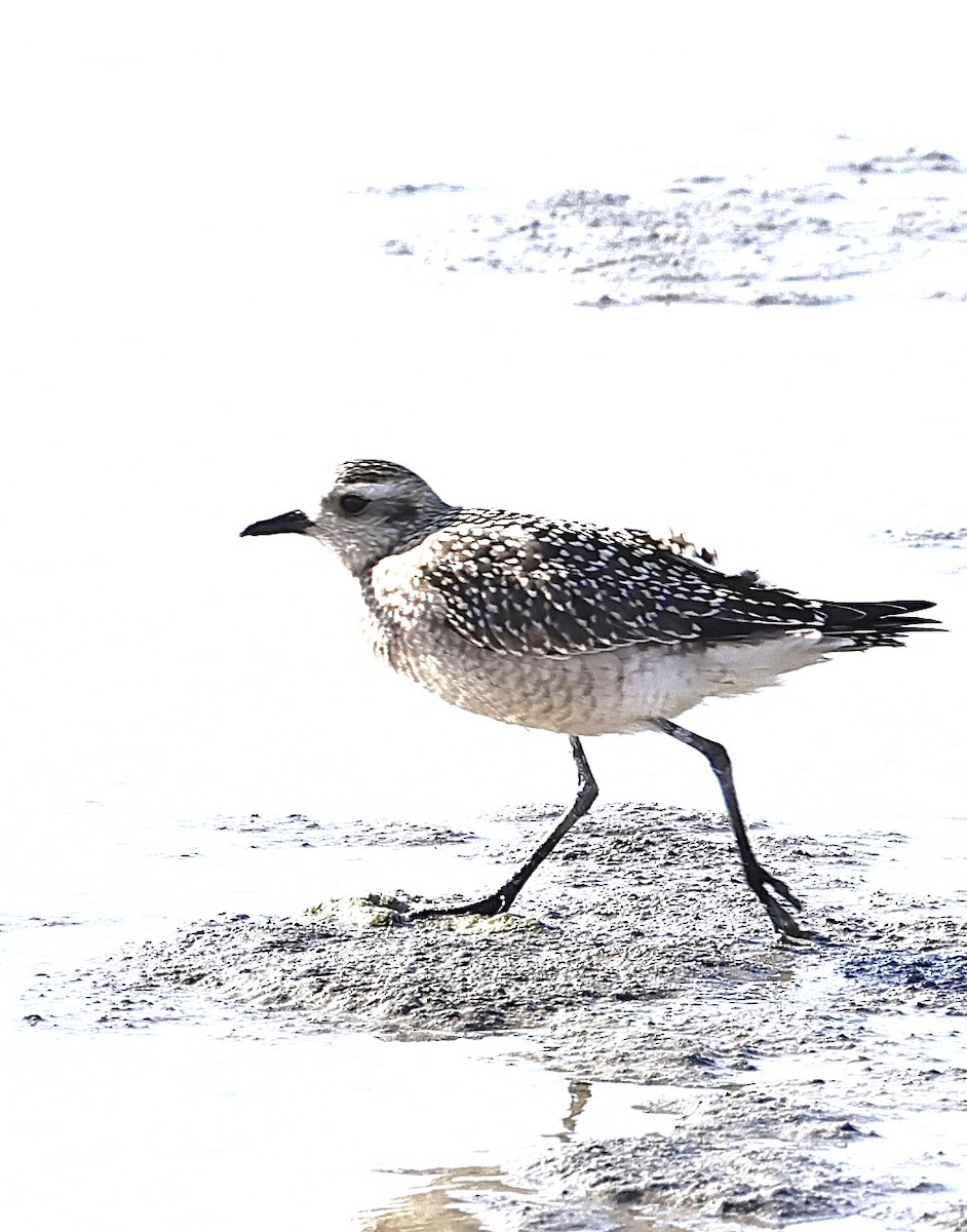 American Golden-Plover - ML643064482