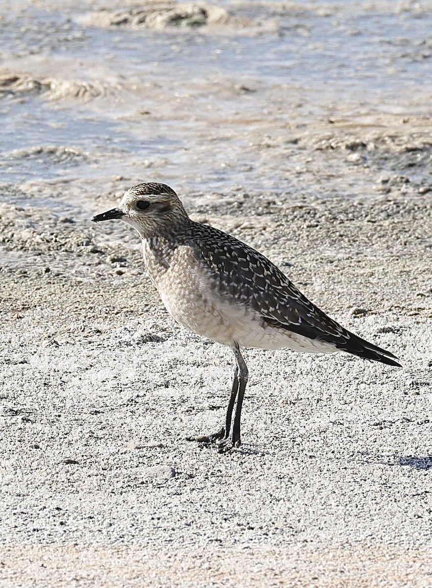 American Golden-Plover - ML643064483