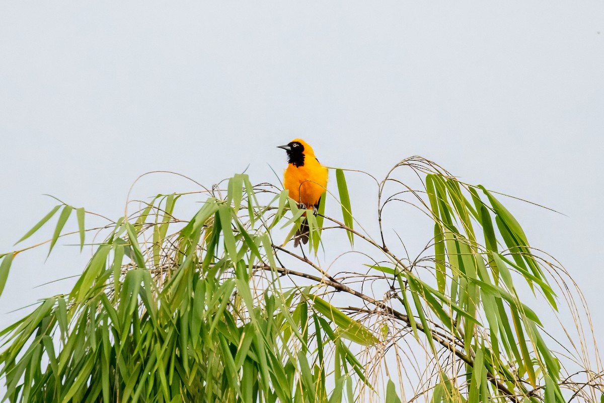Orange-backed Troupial - ML643064486