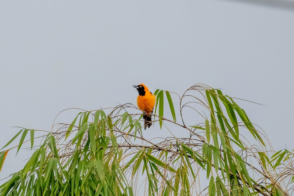 Orange-backed Troupial - ML643064487