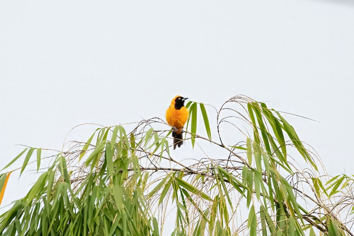 Orange-backed Troupial - ML643064488