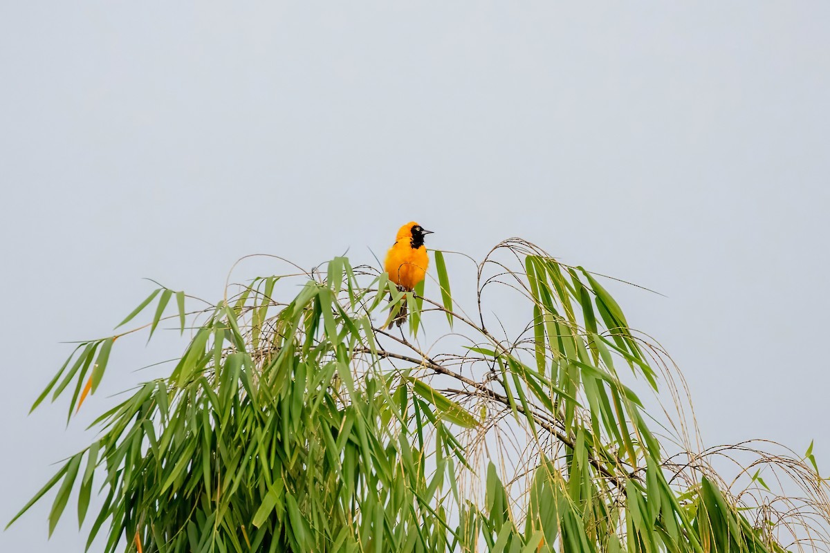 Orange-backed Troupial - ML643064490