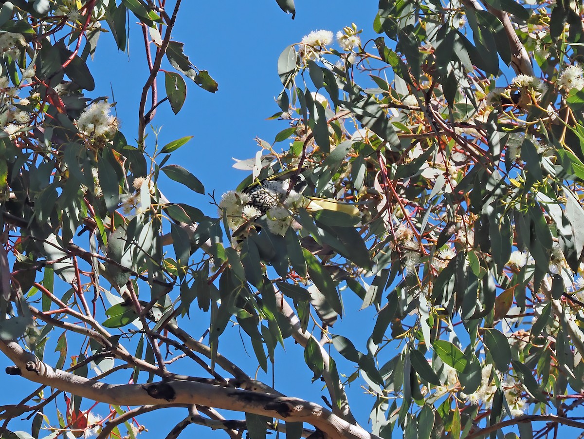Regent Honeyeater - ML643064504