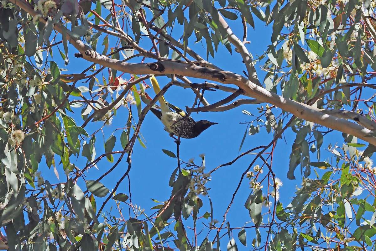 Regent Honeyeater - ML643064505